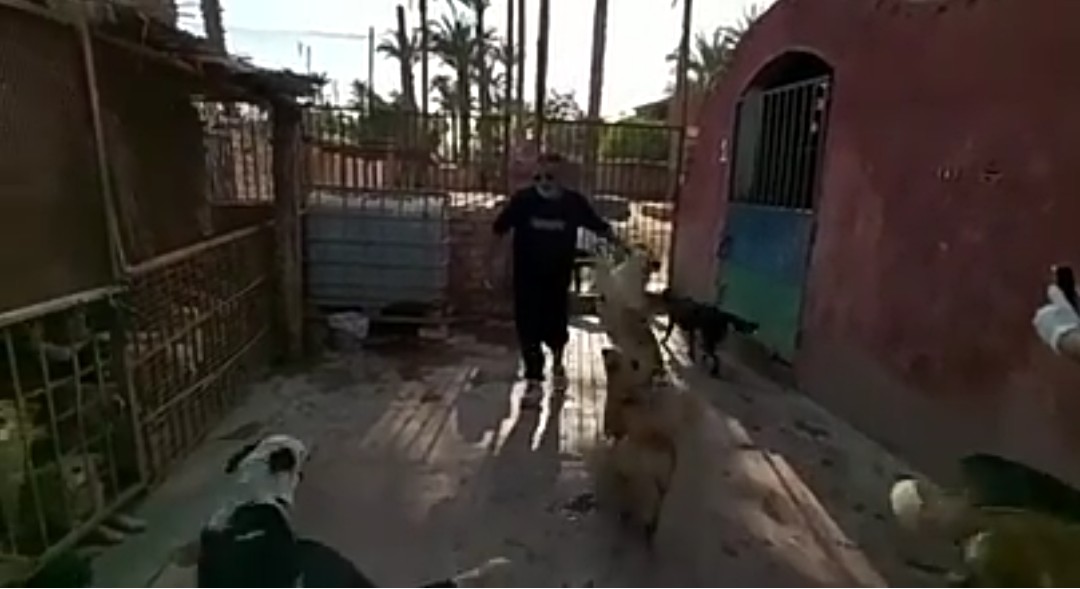 احمد فهمى