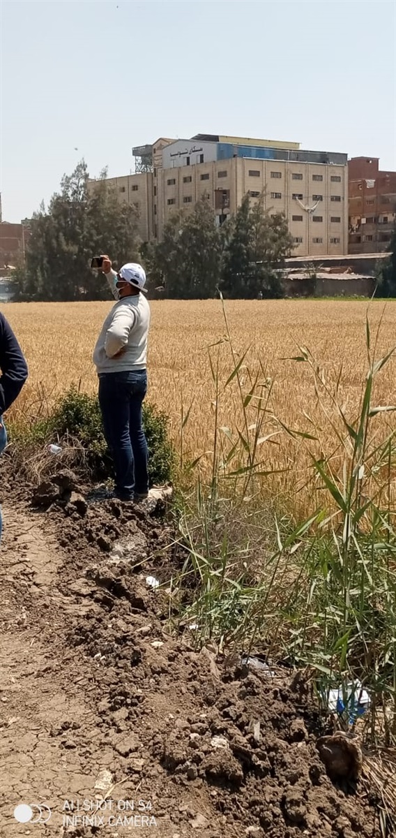 محصول القمح بالغربية  محصول القمح بالغربية