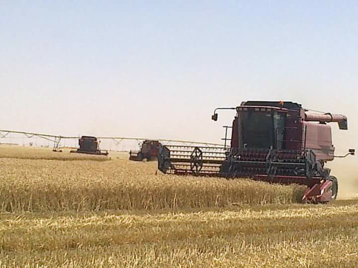 محصول القمح 