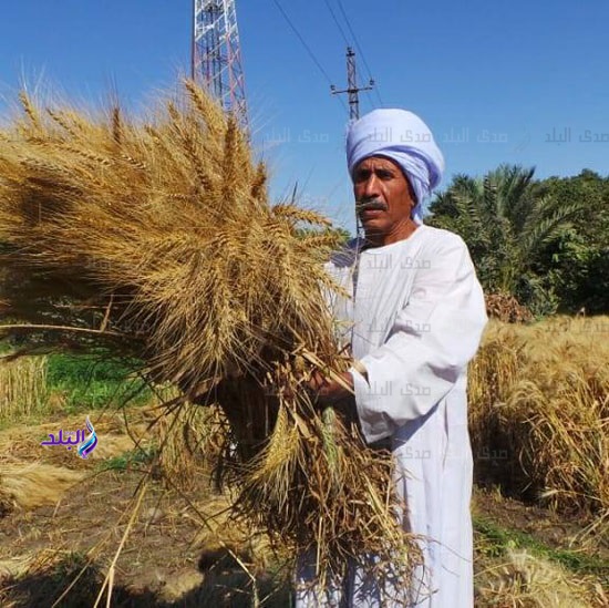 صومعة الخير..مبادرة لشباب بنبان بأسوان لتوزيع حبوب القمح 