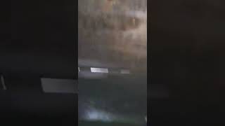 ثعبان في المياة 