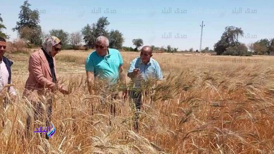 قمح