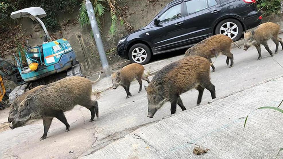 خنازير برية في شوارع تركيا