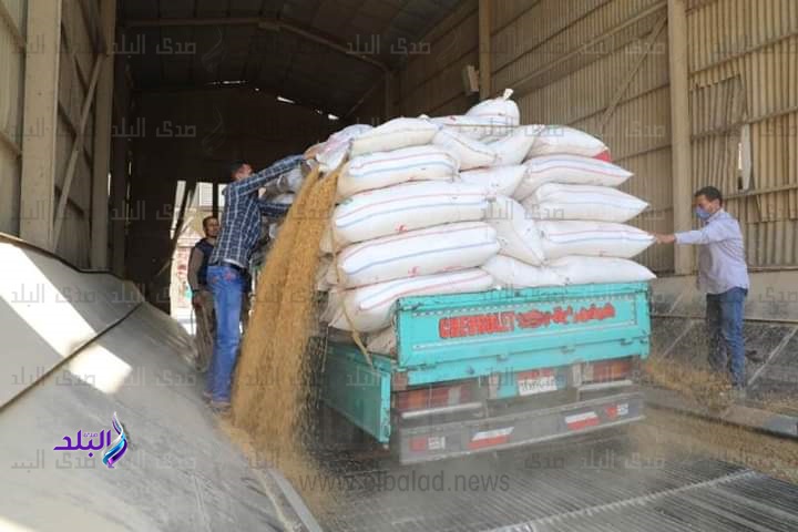 محافـظ المنوفية : توريد 15 ألف و383 طن قمح حتي الآن