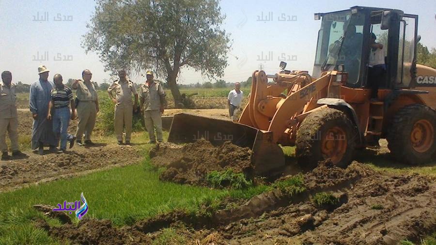 إزالة مشاتل الأرز في الوادي الجديد إزالة مشاتل الأرز في الوادي الجديد