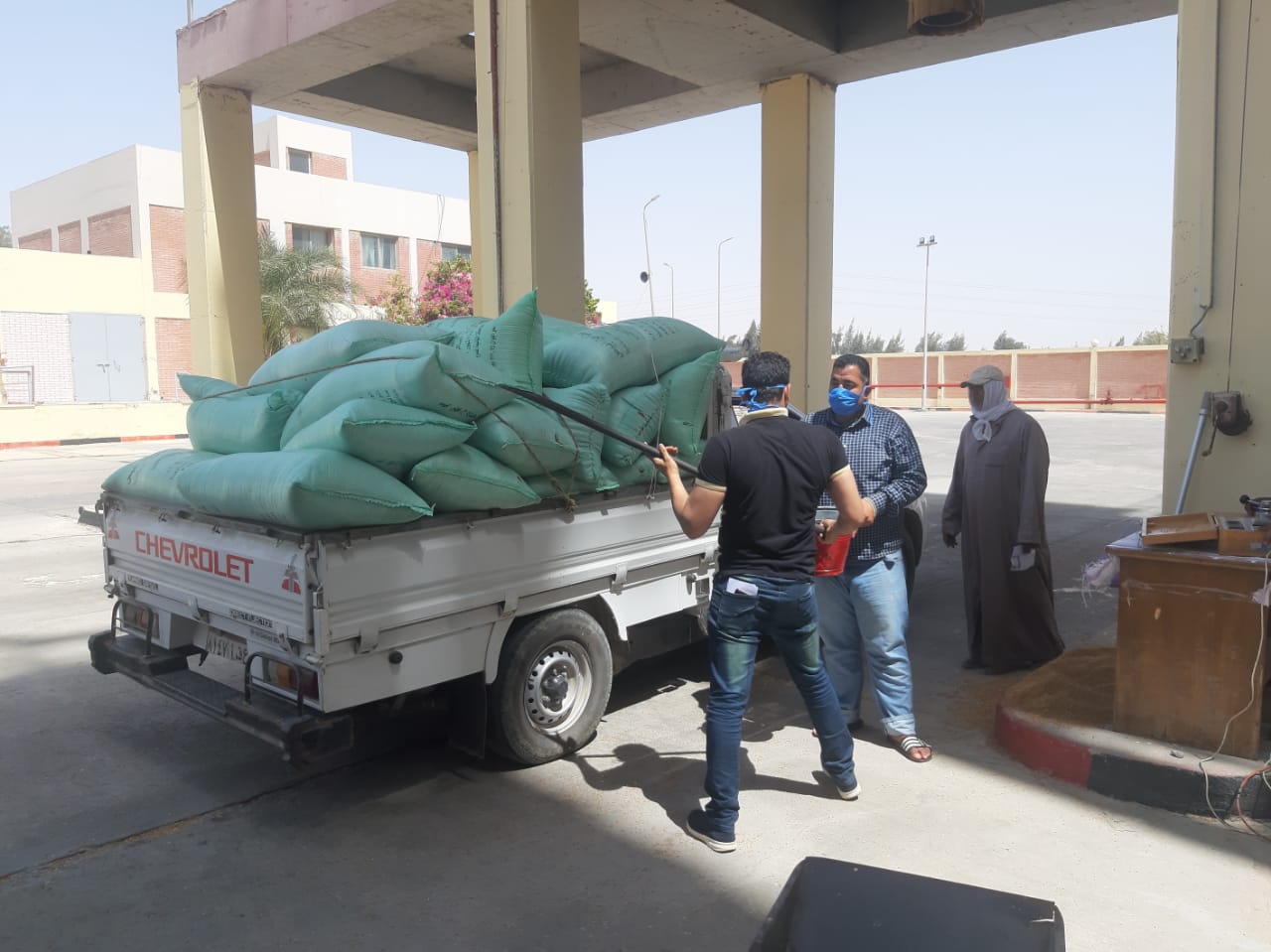 توريد القمح 