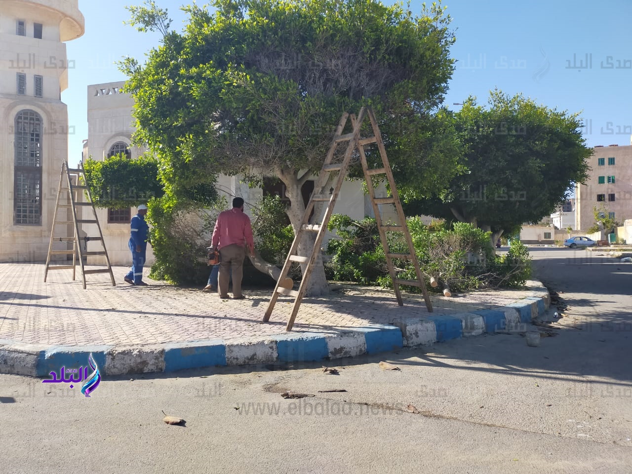 اعمال التجميل والتشجير بمدخل مطروح