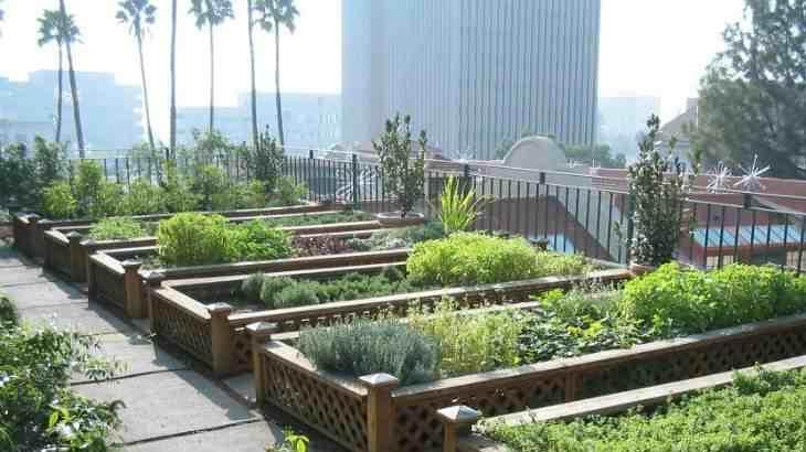 زراعة الأسطح