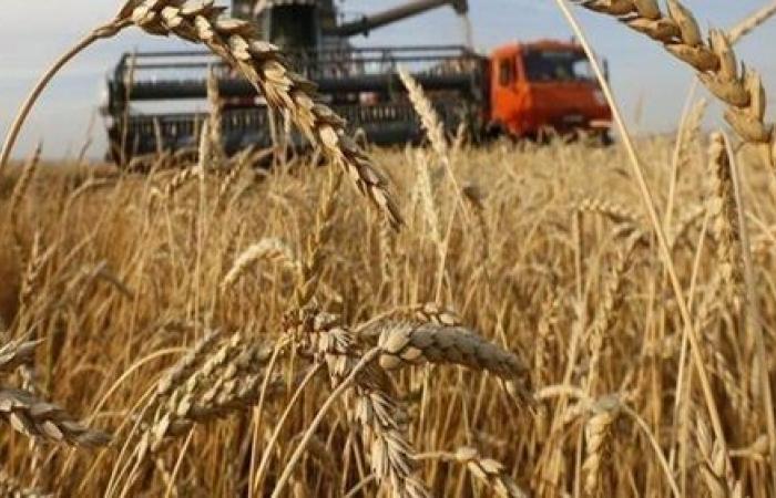 توريد القمح توريد القمح