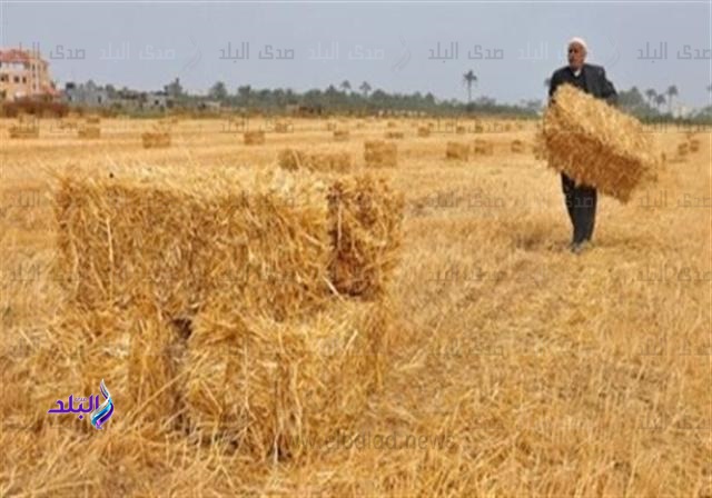 توريد قمح