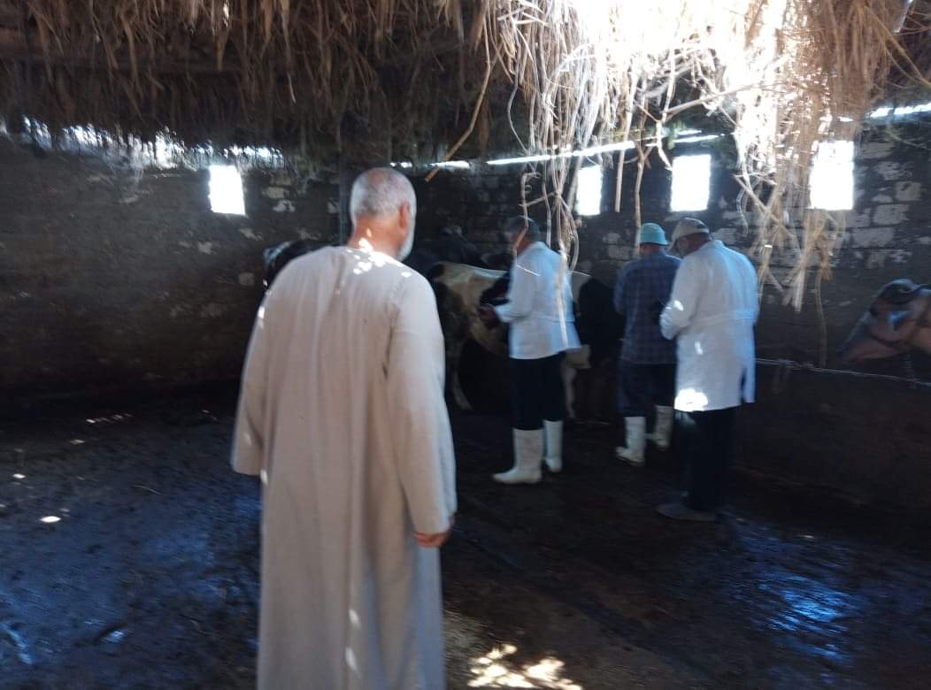 تحصين أكثر من 400 ألف رأس ماشية