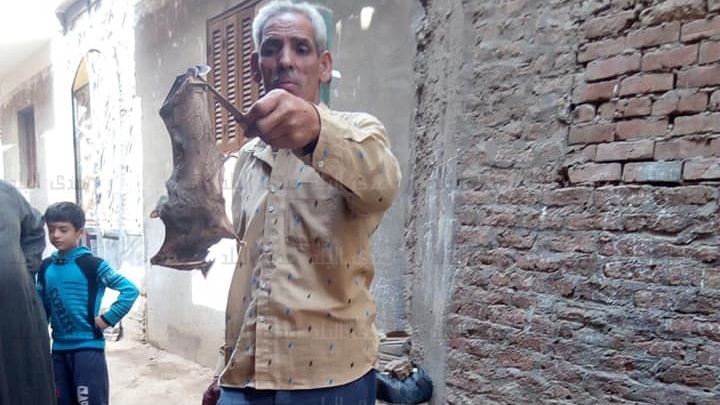 القضاء على بؤرة خفافيش بمنزل في القناطر الخيرية