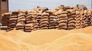 توريد محصول القمح 