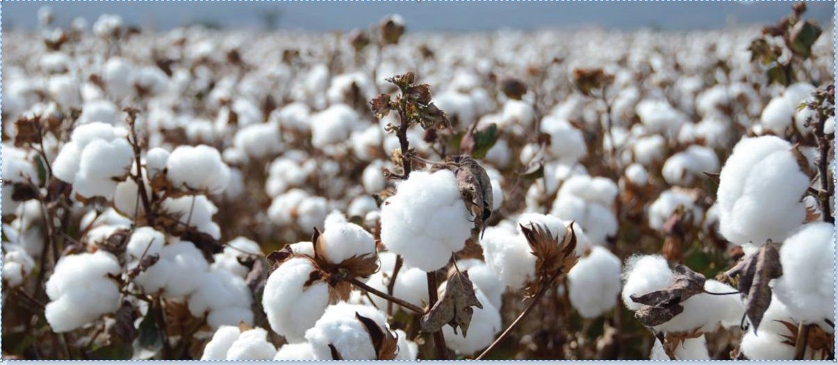القطن
