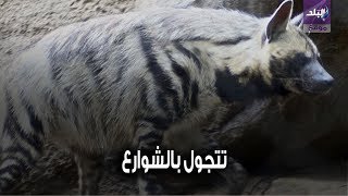 ضباع تتجول في السعودية