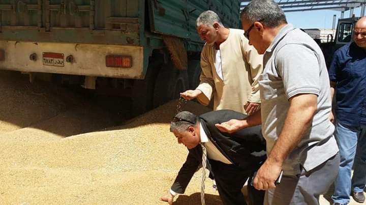 توريد محصول القمح   توريد محصول القمح