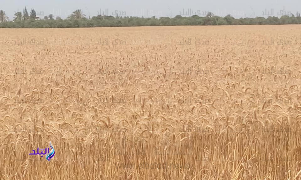 انطلاق موسم حصاد القمح بالقنطرة شرق