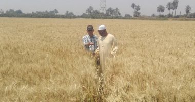 توريد القمح