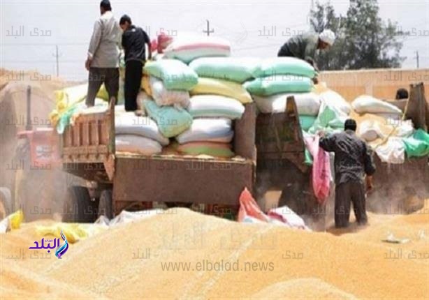 توريد قمح