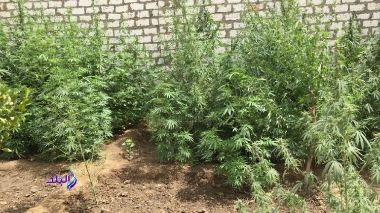 ضبط عاطل حول حديقة منزلة لمزرعة بانجو