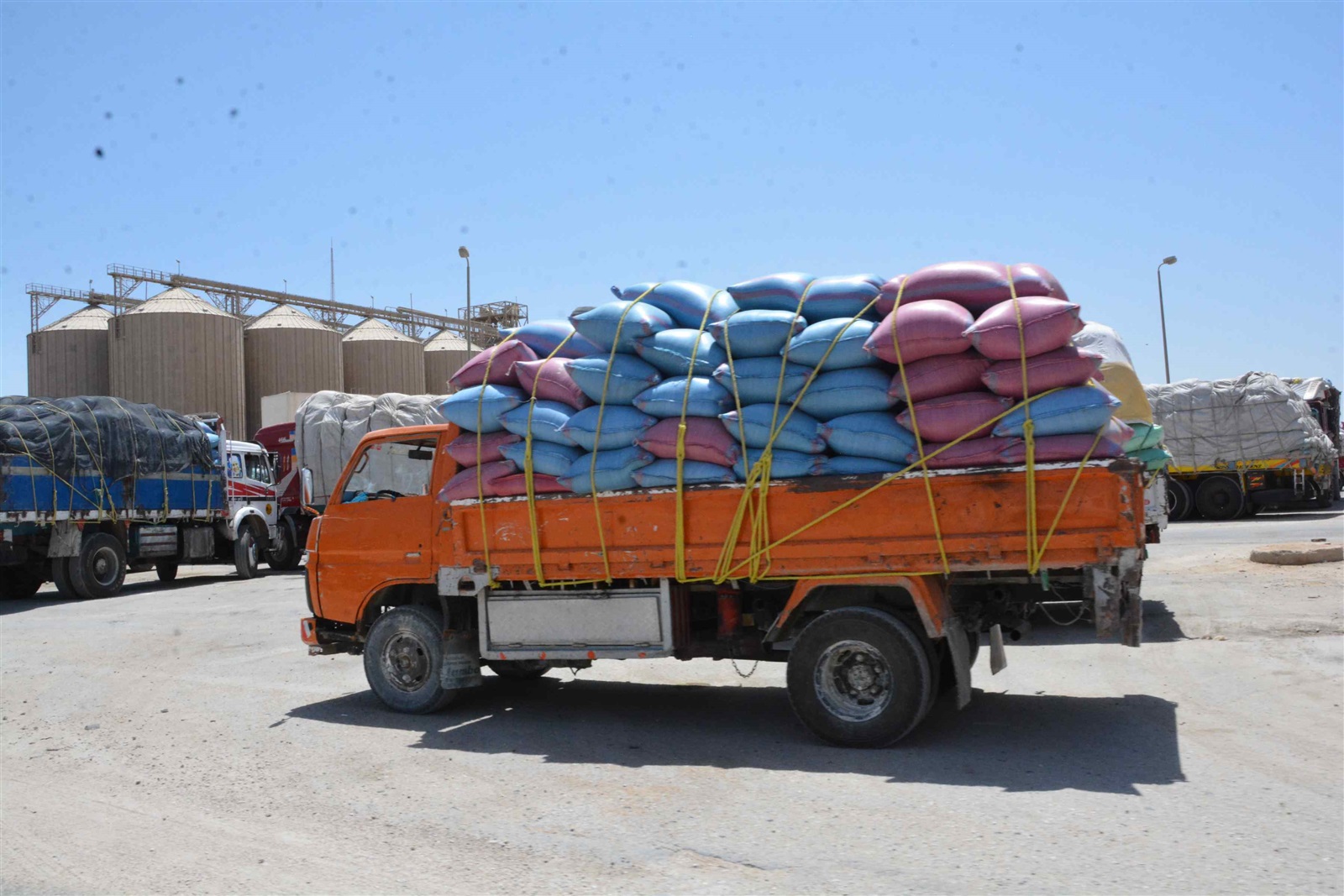 توريد محصول القمح 