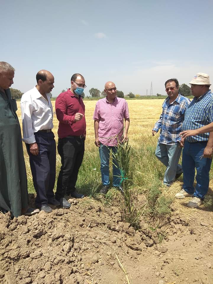 تجربة زراعة البلح الصعيدي بمحطة البحوث الإقليمية بطامية