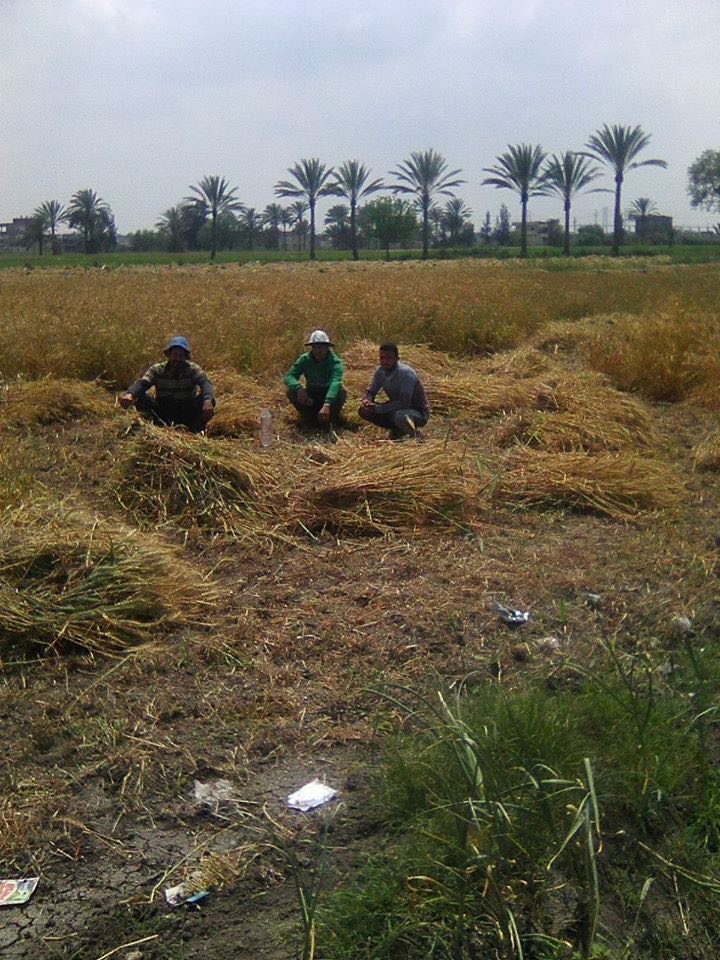 محصول القمح
