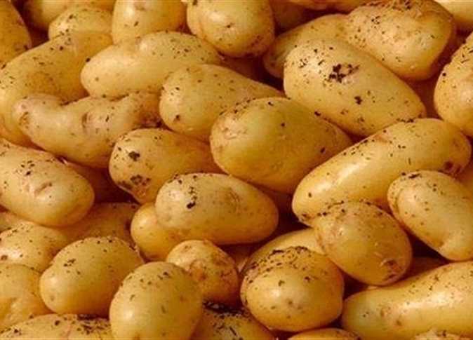 البطاطس 