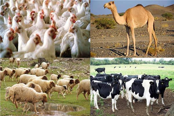 الثروة الحيوانية والداجنة
