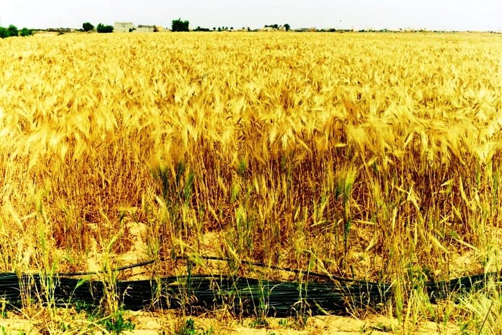 توريد القمح توريد القمح