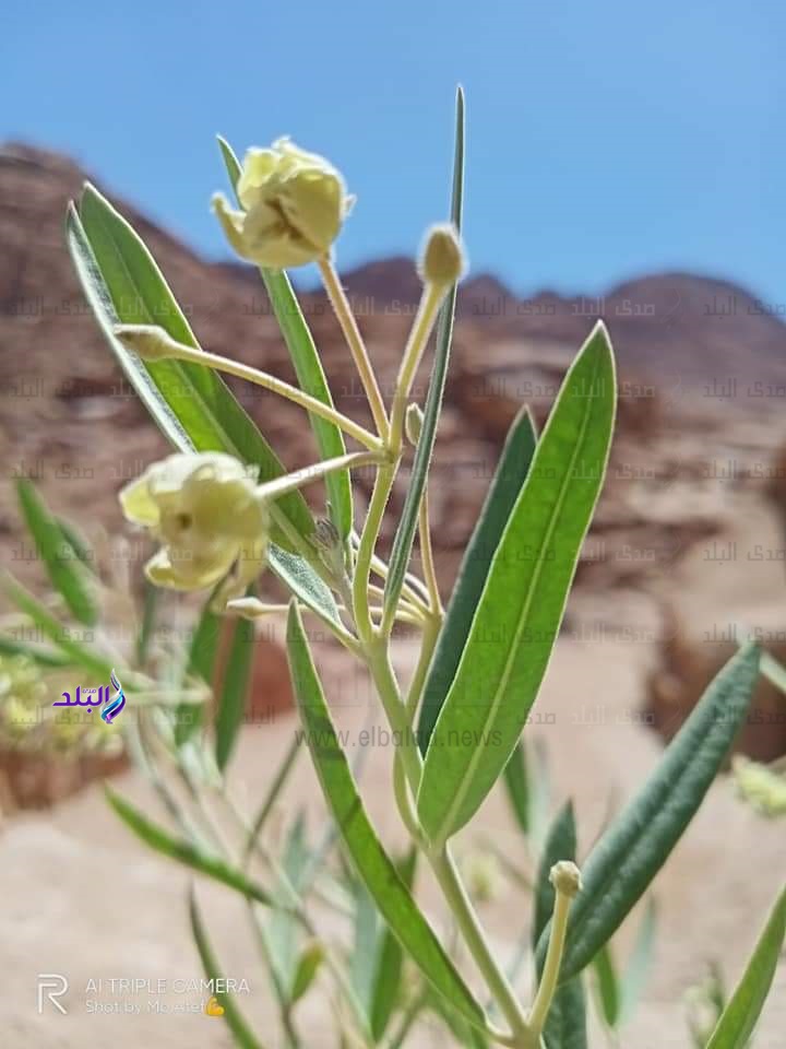 النباتات الطبيعية في وديان سانت كاترين