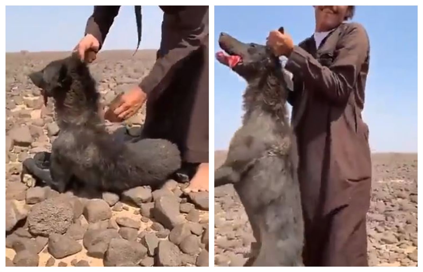 ذئب نادر