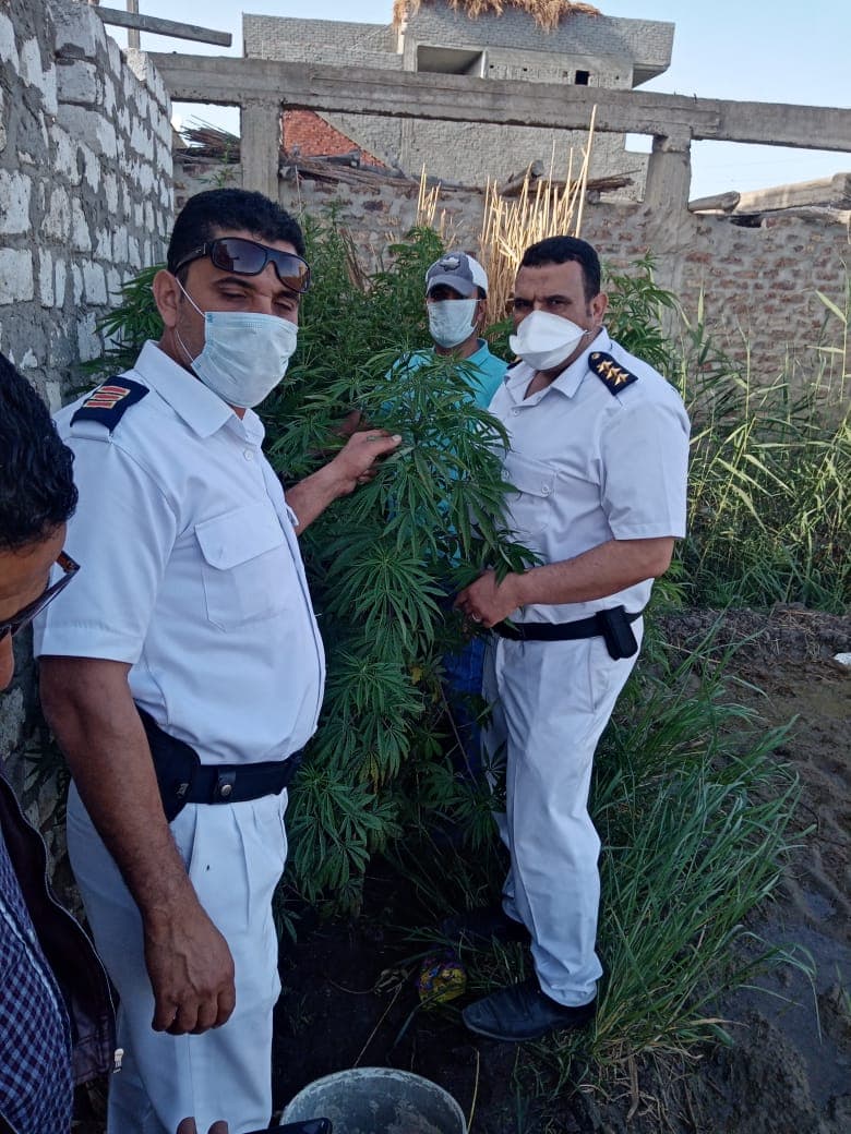 مزرعة بانجو