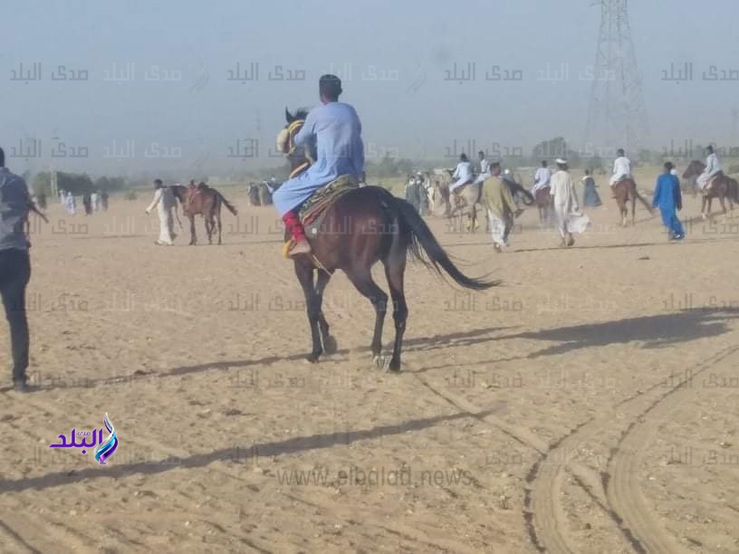 فض مرماح خيول 