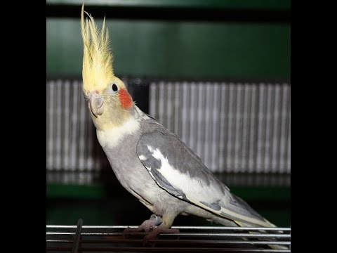 بغبغاء - صورة تعبيرية