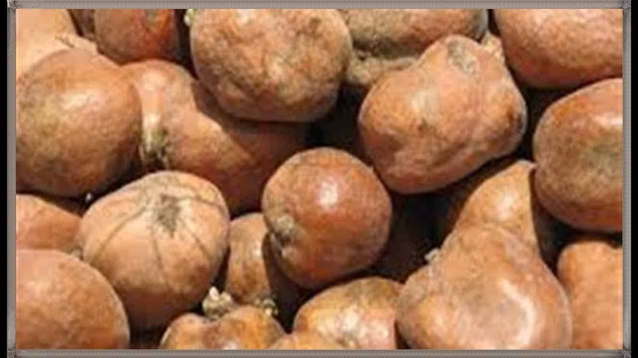 عصير دوم باللبن 