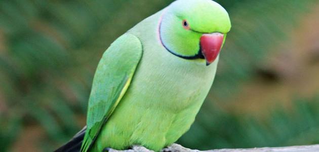 أربي طائرًا بالبيت وأهملته فمات.أمين الفتوى ينصحه بـ 5 أمور