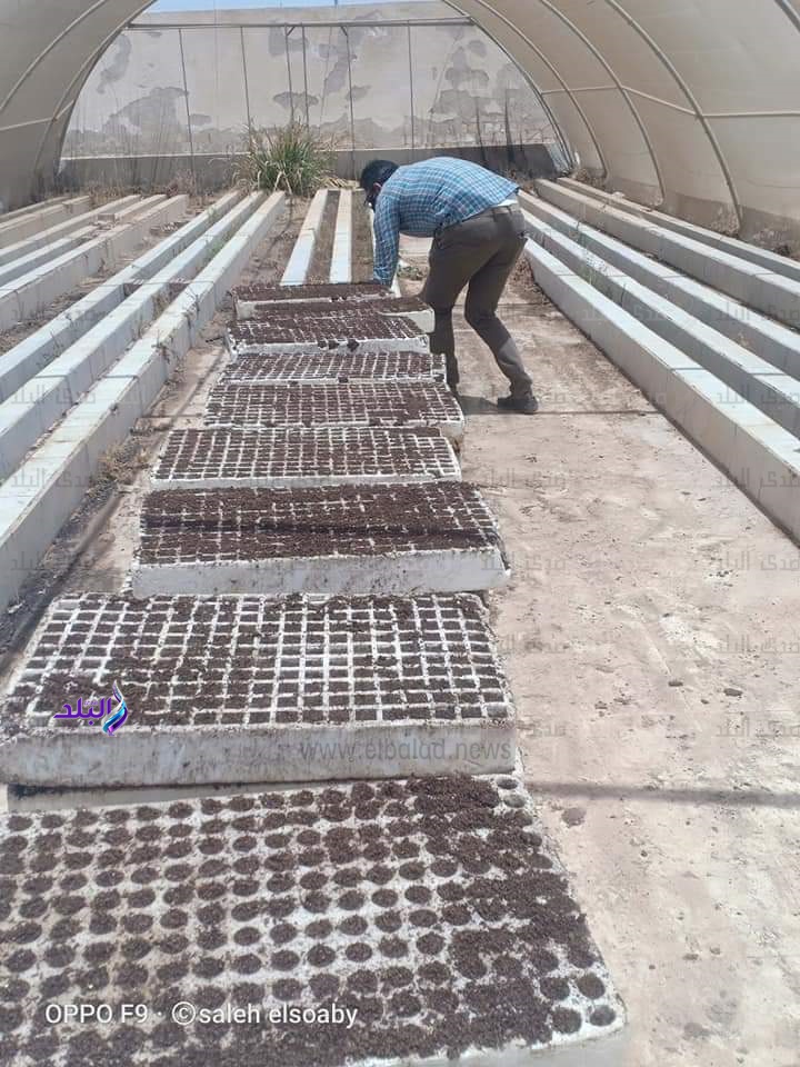 6 آلاف شتلة لوز صحراوي بالمجان لمزارعي مطروح