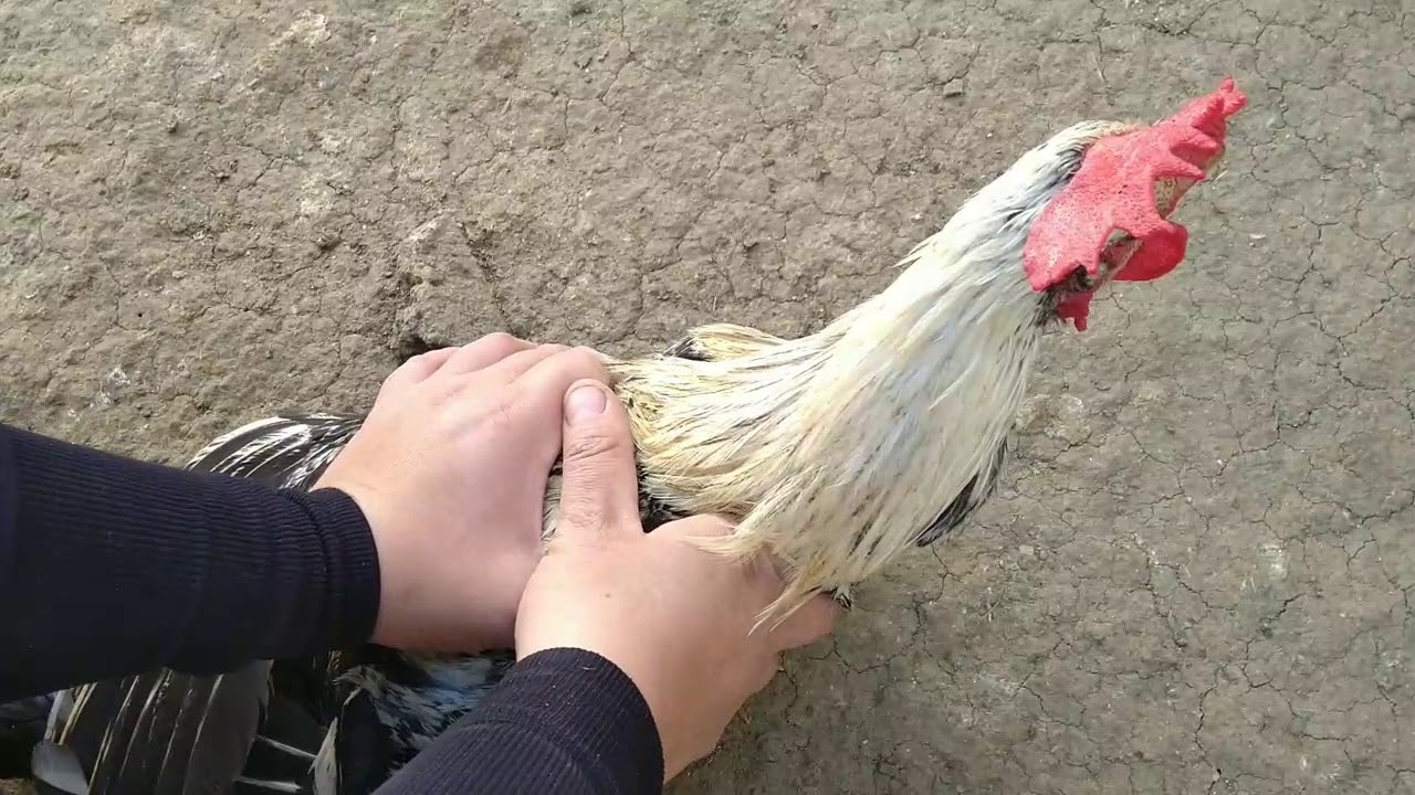 هل يجوز للمرأة الذبح وهي حائض.. أمين الفتوى يجيب