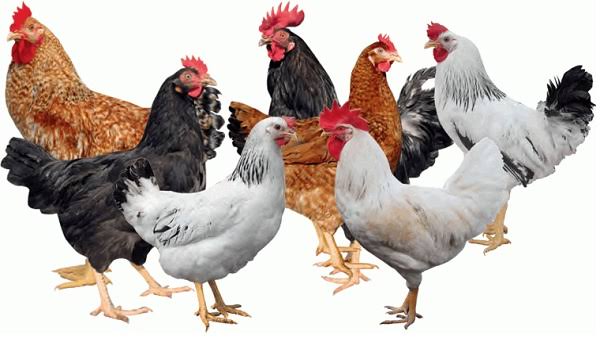 أسعار الدواجن