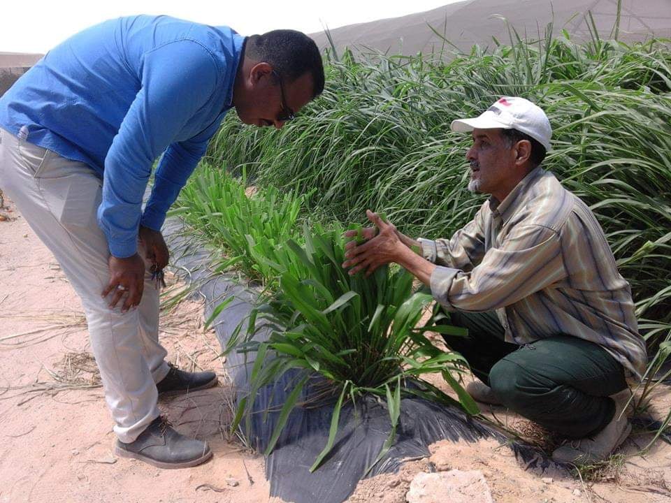 الزراعة