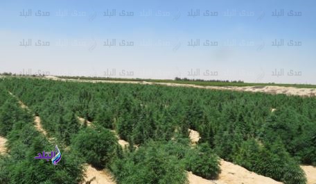 مزرعة بانجو 