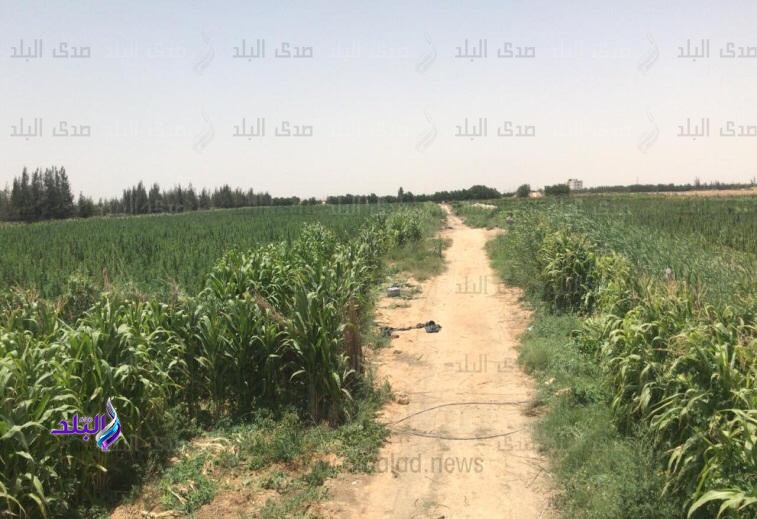 مزرعة بانجو 