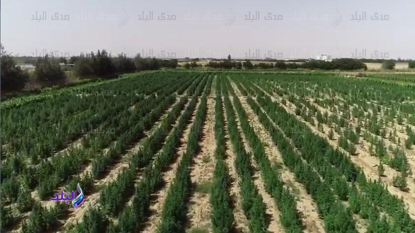 مزرعة بانجو 