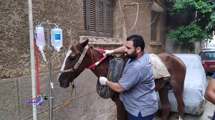 دكتور أمير منقذ الحصان المريض