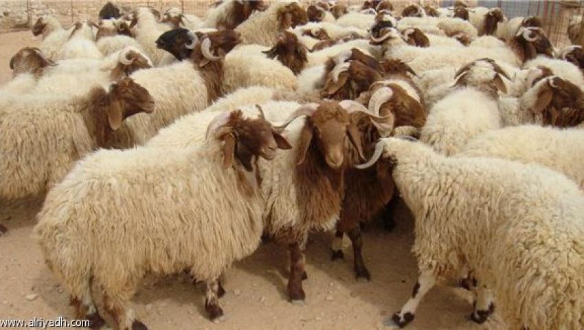 شروط العقيقة ومواصفاتها.. وهل يجوز تأخيرها