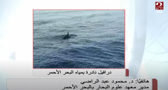 درافيل