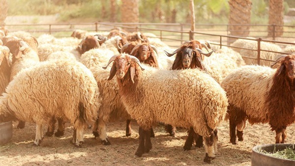 الأضحية