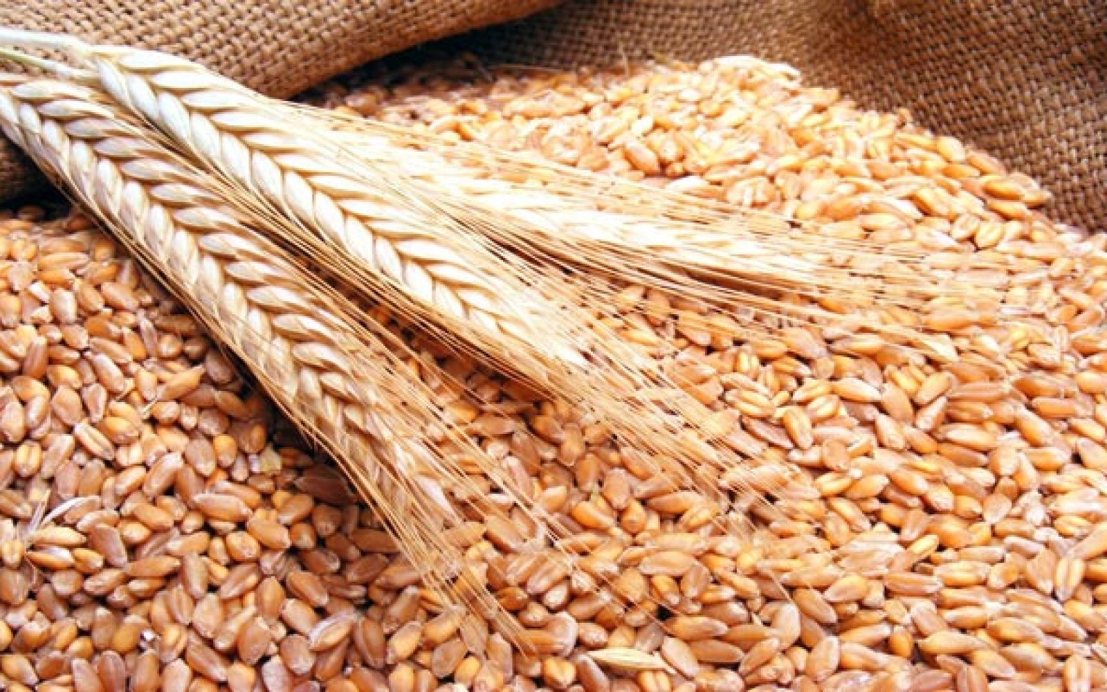 طن قمح مصاب بحشرات