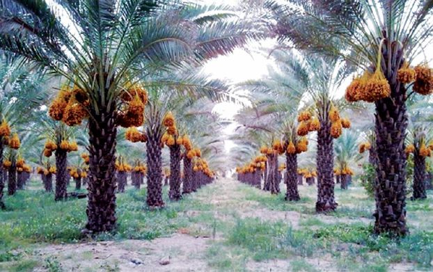 التمور